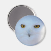 Snowy Owl Magneet (Voorkant / Achterkant)