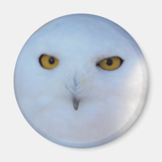 Snowy Owl Magneet (Voorkant)