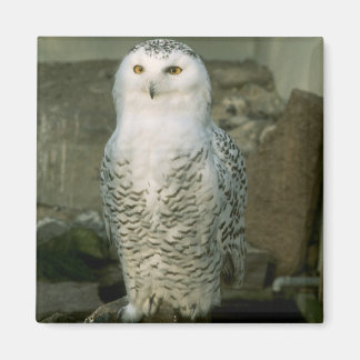 Snowy Owl magnet Magneet
