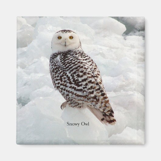 Snowy Owl magnet Magneet (Voorkant)