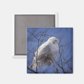 Snowy Owl Magnet Magneet (Voorkant / Achterkant)