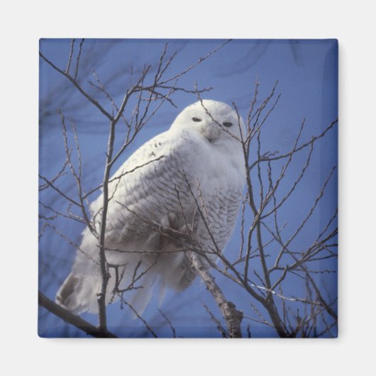 Snowy Owl Magnet Magneet (Voorkant)