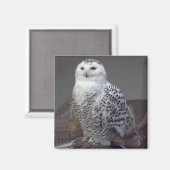 Snowy Owl magnet Magneet (Voorkant / Achterkant)