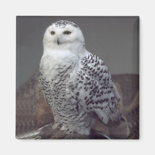 Snowy Owl magnet Magneet