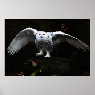 Snowy Owl met open Wingenswapn Poster