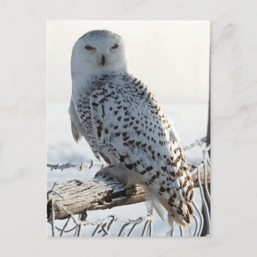 Snowy Owl on fence Briefkaart (Voorkant)