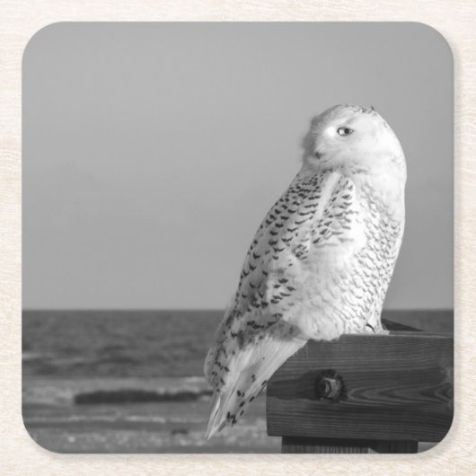 Snowy Owl Onderzetter (Voorkant)