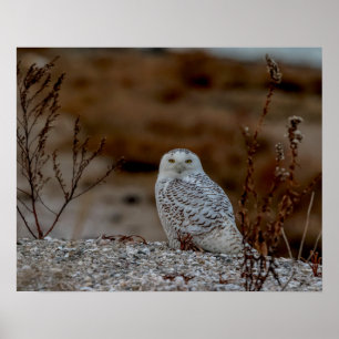 Snowy owl op een rots poster