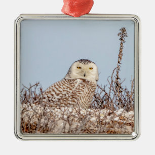 Snowy owl op het strand metalen ornament