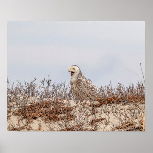 Snowy owl op het strand poster