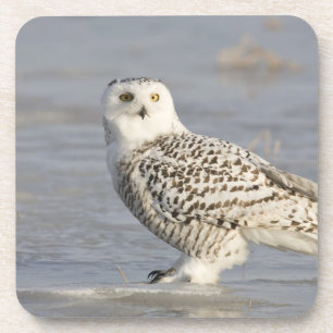Snowy owl op ijs, een muisstaart drankjes onderzetter