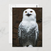 Snowy Owl pca Briefkaart (Voorkant / Achterkant)