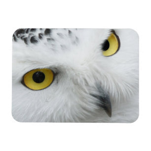 Snowy Owl Photo Flexible Magnet Magneet