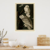 Snowy Owl Poster (Keuken)