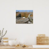 Snowy Owl Poster (Keuken)