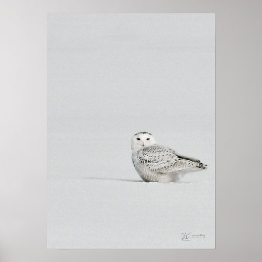 Snowy Owl Poster (Voorkant)