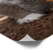 Snowy Owl Poster (Hoek)