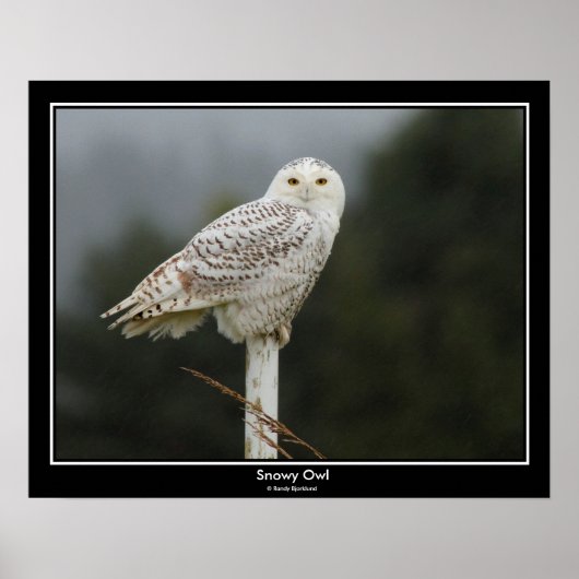 Snowy Owl Poster (Voorkant)