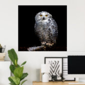 Snowy owl poster (Thuiskantoor)