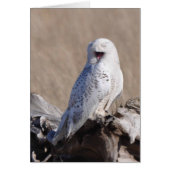 Snowy Owl rit ! (Devant)