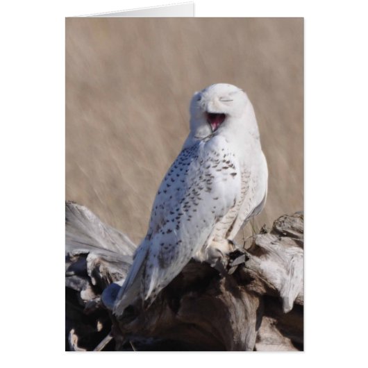 Snowy Owl rit ! (Devant)