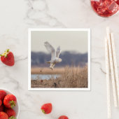 Snowy owl start op servet (Insitu)