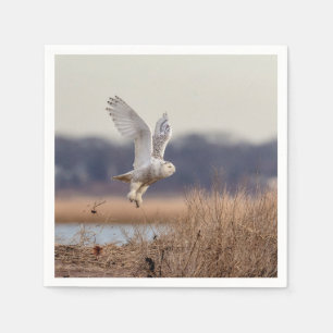 Snowy owl start op servet