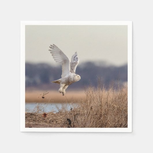 Snowy owl start op servet (Voorkant)