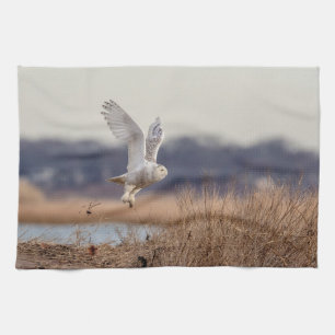 Snowy owl start op theedoek