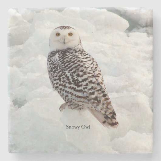 Snowy Owl stone onderzetter (Voorkant)