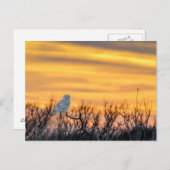 Snowy Owl Sunset Briefkaart (Voorkant / Achterkant)