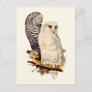 Snowy Owl tekening Briefkaart