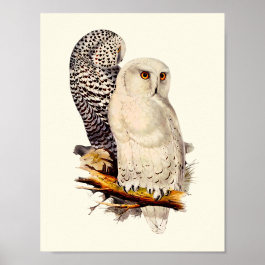  Snowy Owl tekening Poster (Voorkant)