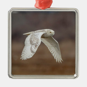 Snowy owl tijdens de vlucht metalen ornament