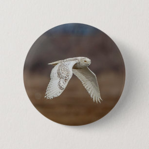 Snowy owl tijdens de vlucht ronde button 5,7 cm