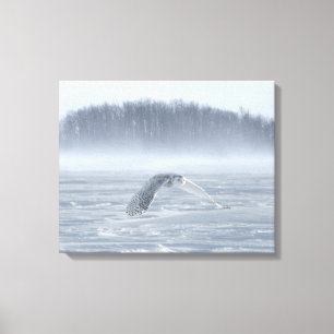 Snowy Owl vliegen in de winter Canvas Afdruk