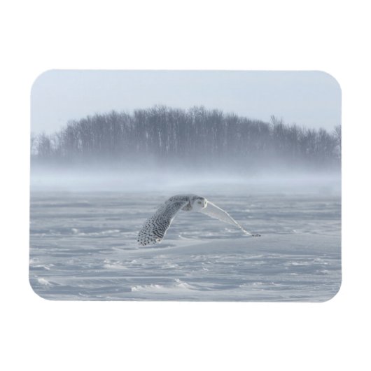 Snowy Owl vliegen in de winter Magneet (Horizontaal)