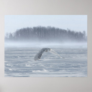Snowy Owl vliegen in de winter Poster
