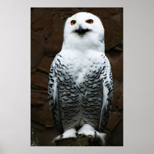 Snowy Owl wapn Poster