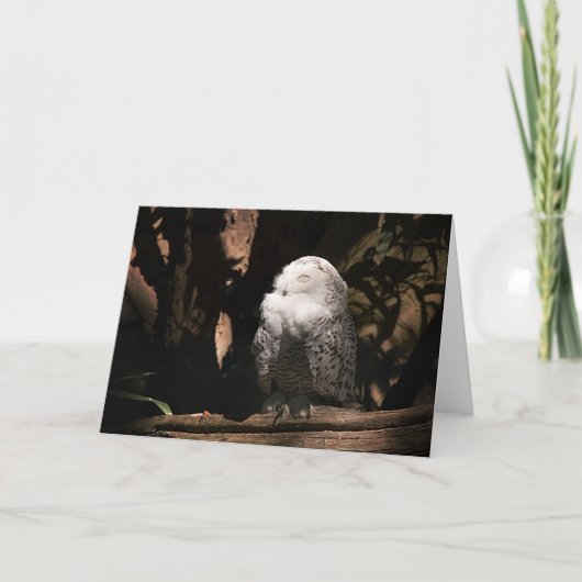Snowy Owl · Wenskaart Kaart (Voorkant)