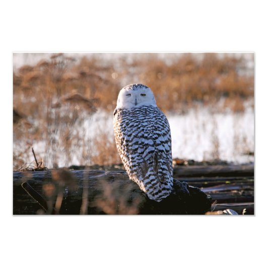 Snowy Owl Winking Foto Afdruk (Voorkant)