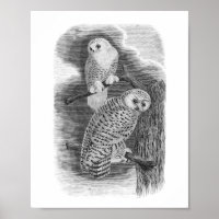 Snowy Owls Black & White Tekening