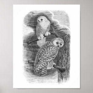 Snowy Owls Black & White Tekening Poster