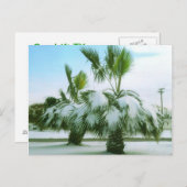 Snowy Palms in Seadrift Texas Briefkaart (Voorkant / Achterkant)