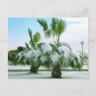 Snowy Palms in Seadrift Texas Briefkaart