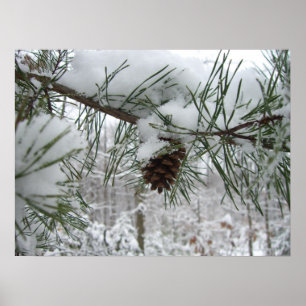 Snowy Pine Branch Winter Natuur Poster