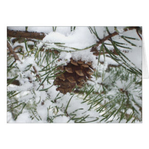 Snowy Pine Cone I