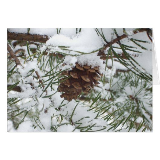 Snowy Pine Cone I Winter Natuur Foto (Voorkant Horizontaal)