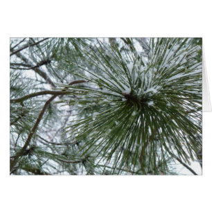 Snowy Pine Needles Winter Natuur