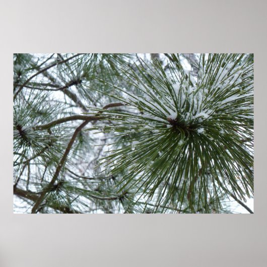 Snowy Pine Needles Winter Natuur Poster (Voorkant)